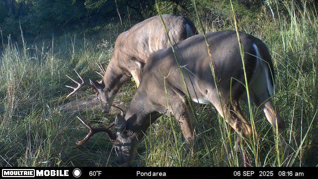 Listing Photo MLS #HMS2535850