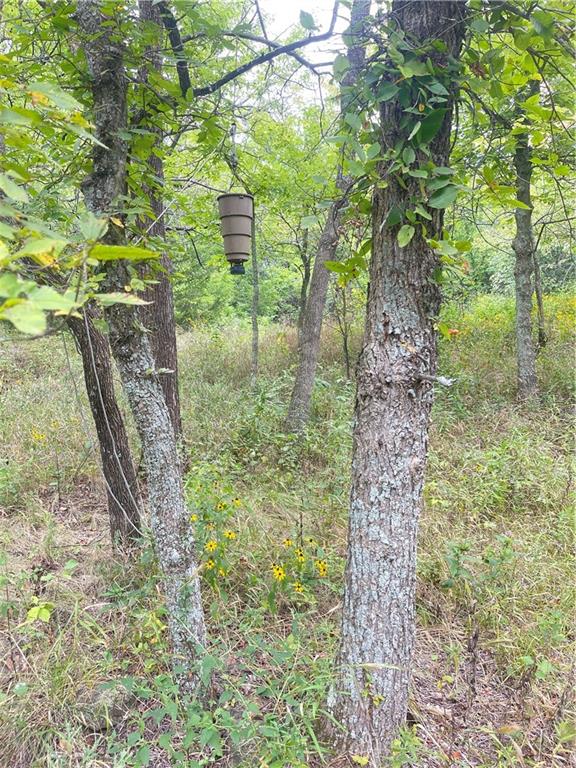 Listing Photo MLS #HMS2557654